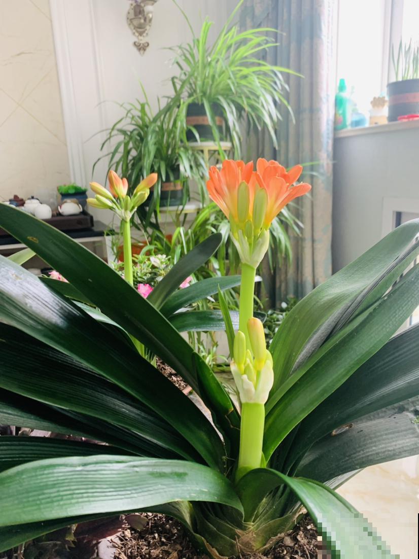 1分钟学会养君子兰，叶子又多又肥厚，远离黄叶烦恼