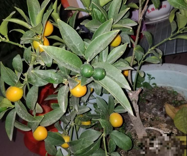 家里养盆“黄金果”，果子结满枝头，养家里福气满满