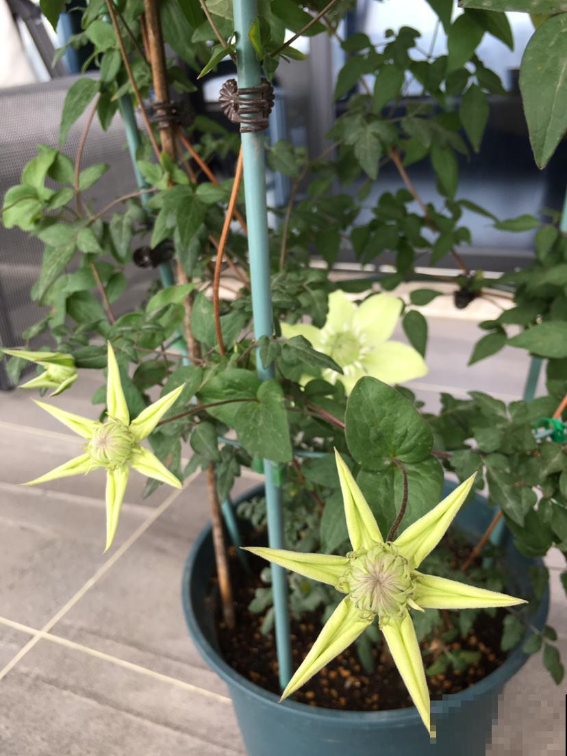 春天花园里的快乐，铁线莲该上场了，种在阳台庭院都合适