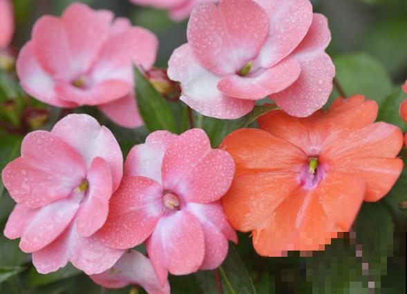 凤仙花养殖，如果不注意这4点，小心不开花