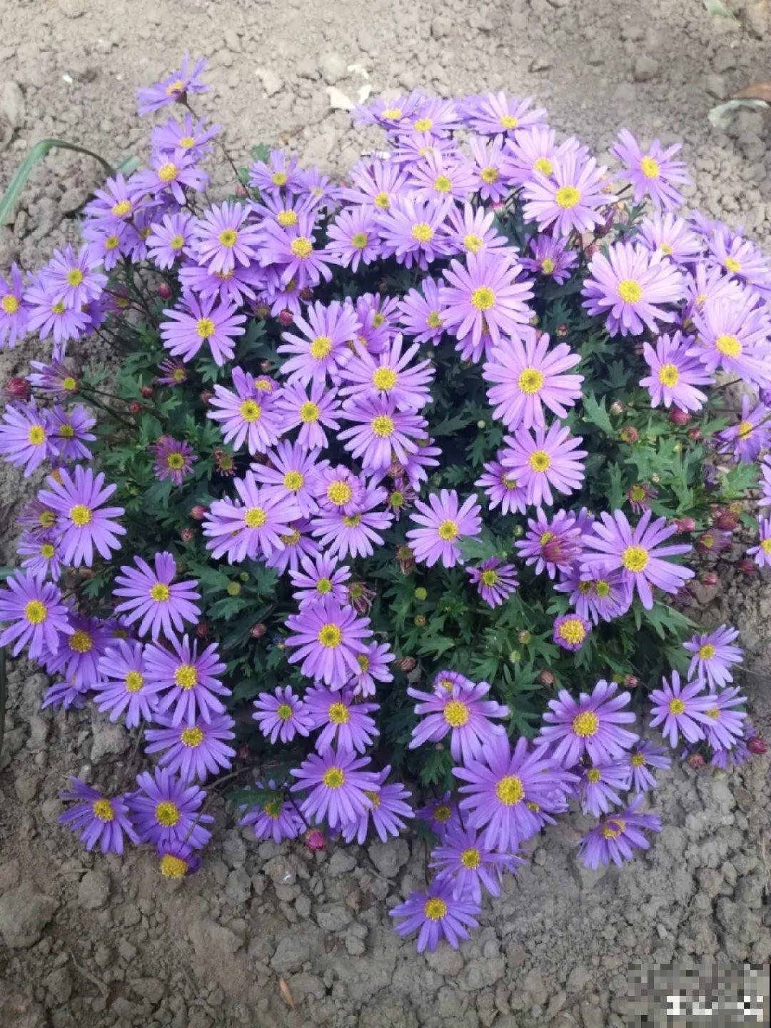 草花中的“小霸王”,耐热耐寒耐阴,开花能开大半年! 草花中的“小霸王”,耐热耐寒耐阴,开花能开大半年!