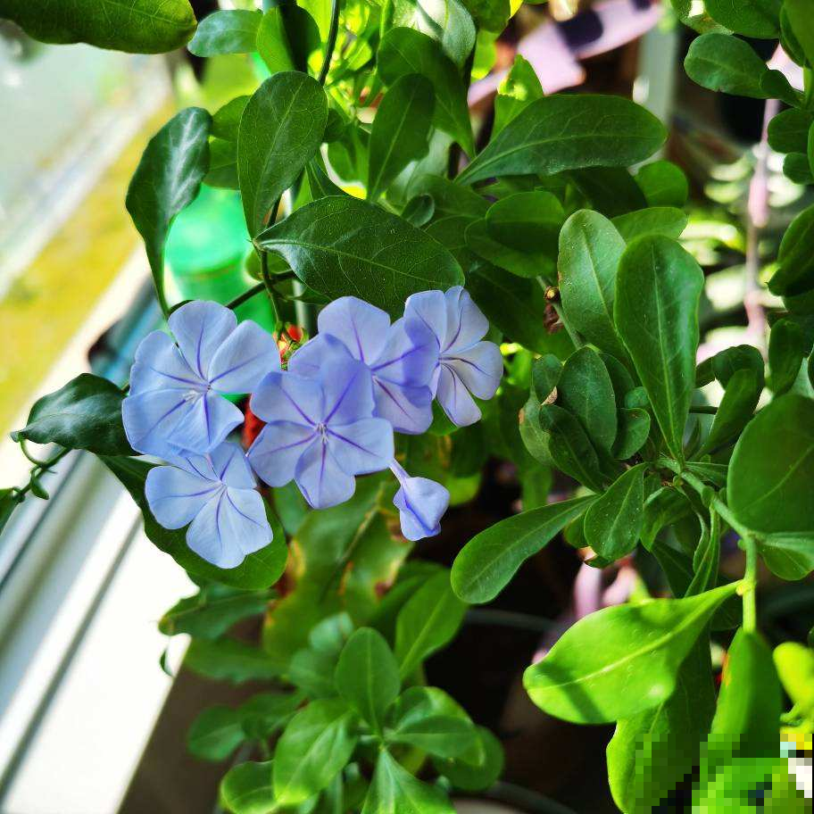 能让阳台秒变花园的4种花卉,颜值爆表花期超长,邻居看了都羡慕 能让阳台秒变花园的4种花卉,颜值爆表花期超长,邻居看了都羡慕