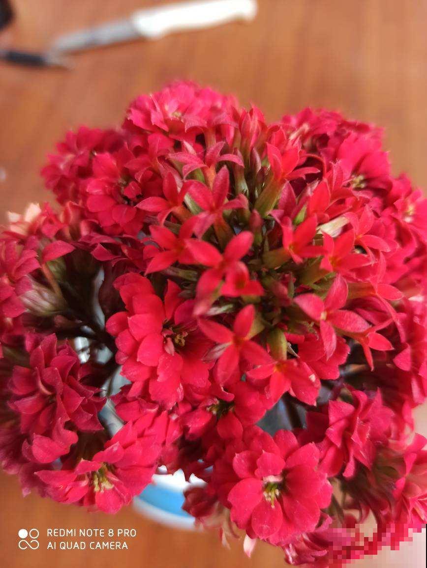 4种“骗人花”，花市看见要小心，坑多得让人无语