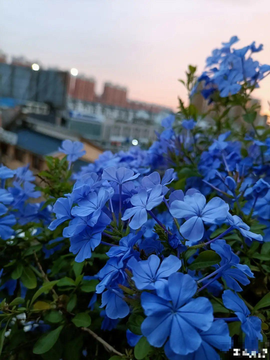 过年烟花没看够，快养这9种花，开花更美