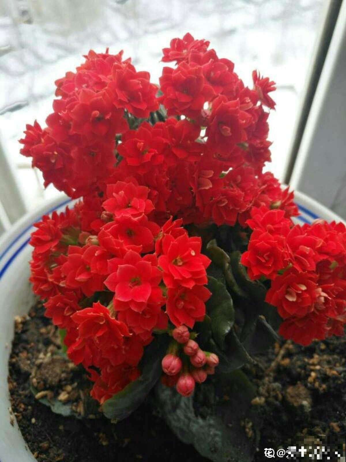 买花要挑好品种,预算充足就买这5种,不行就别买了 买花要挑好品种,预算充足就买这5种,不行就别买了