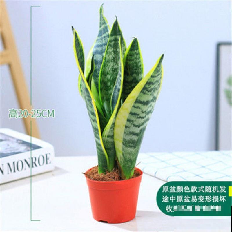 1种招财花,养在家里特省心,还有养人养生作用 1种招财花,养在家里特省心,还有养人养生作用