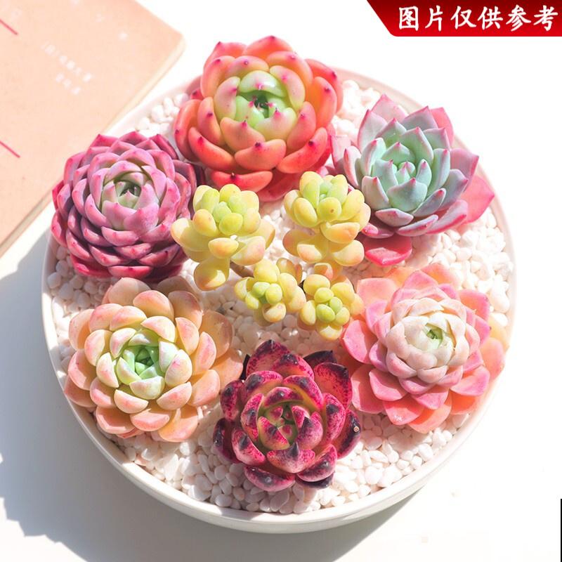 养多肉学会4要点，养出绝美老桩头，杆子比手指头还粗