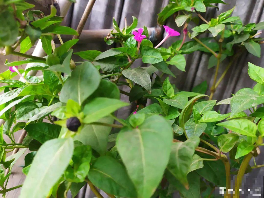 这9种“看家花”，70、80后难忘记，00后不认识！