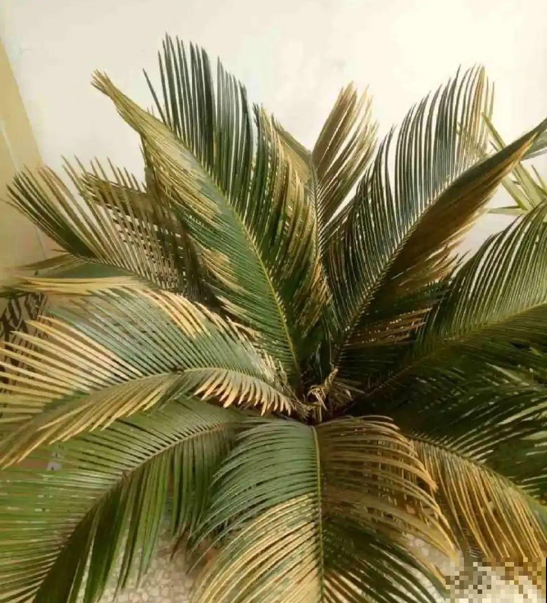 老人常说,6种吉祥花,轻易不开花,开花据说有好运 老人常说,6种吉祥花,轻易不开花,开花据说有好运