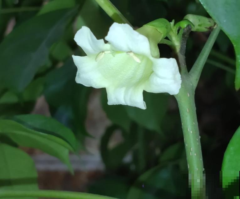 养幸福树就要多喷水,一天不喷,叶子全干死 养幸福树就要多喷水,一天不喷,叶子全干死