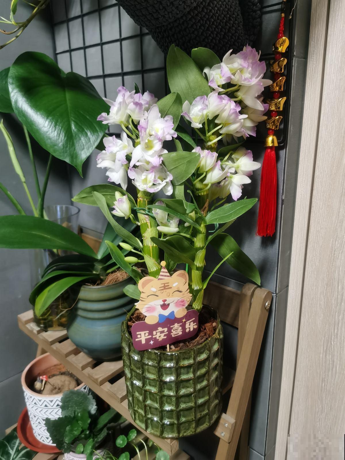 花市“捡漏”的5个技巧,学会了能省不少钱,适合新手小白 花市“捡漏”的5个技巧,学会了能省不少钱,适合新手小白