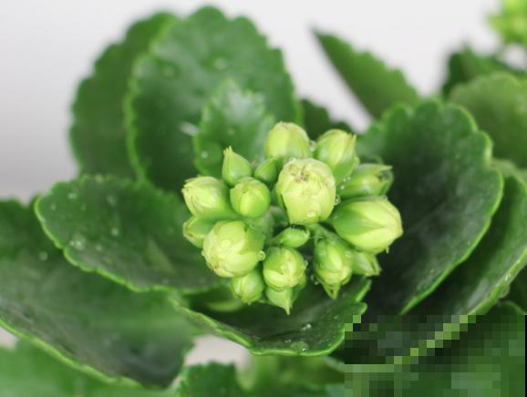 长寿花生虫不要急,学会这4点,轻松解决 长寿花生虫不要急,学会这4点,轻松解决