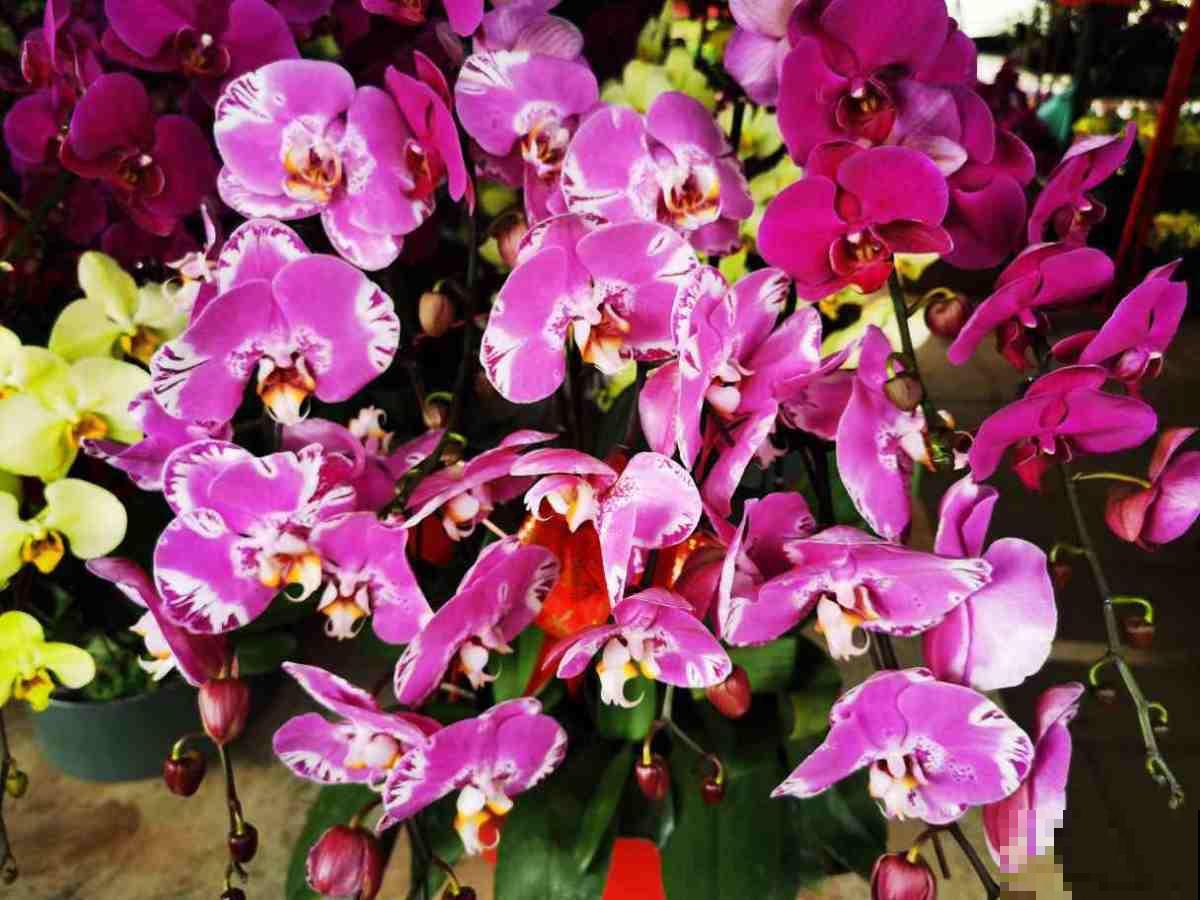 5种花，春天别在花市买，小心有诈