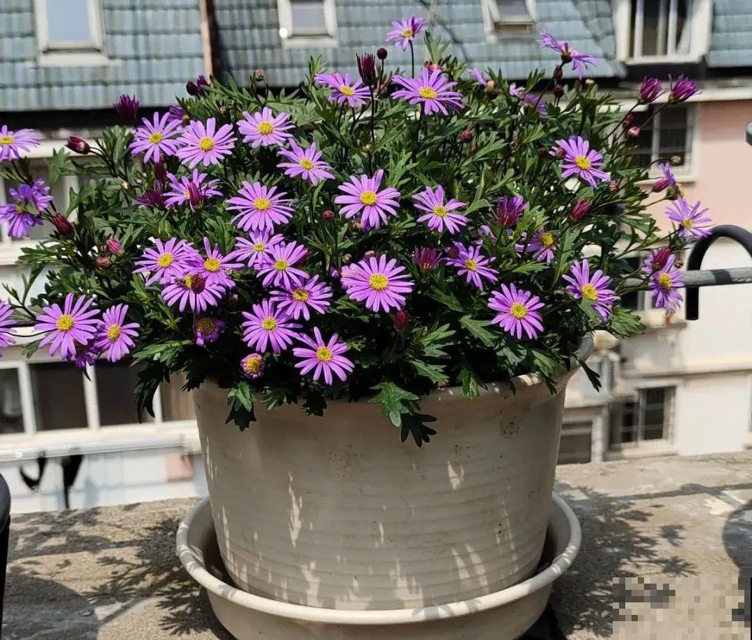 草花中的“小霸王”,耐热耐寒耐阴,开花能开大半年! 草花中的“小霸王”,耐热耐寒耐阴,开花能开大半年!