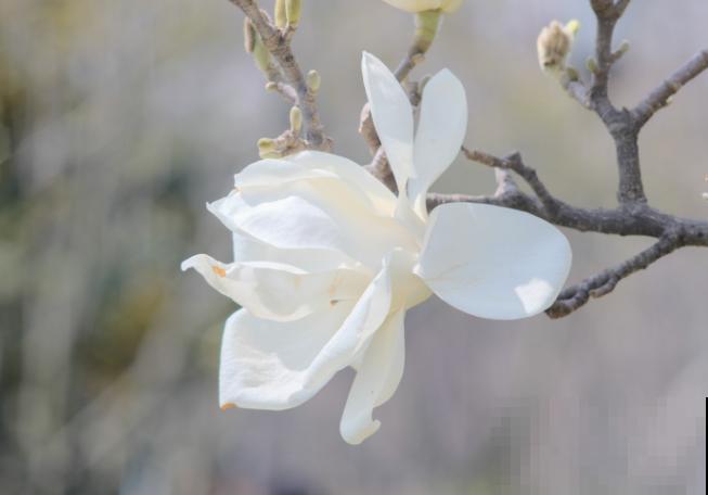 玉兰掰个枝条插水里，一个月就开花，满屋子都是香味