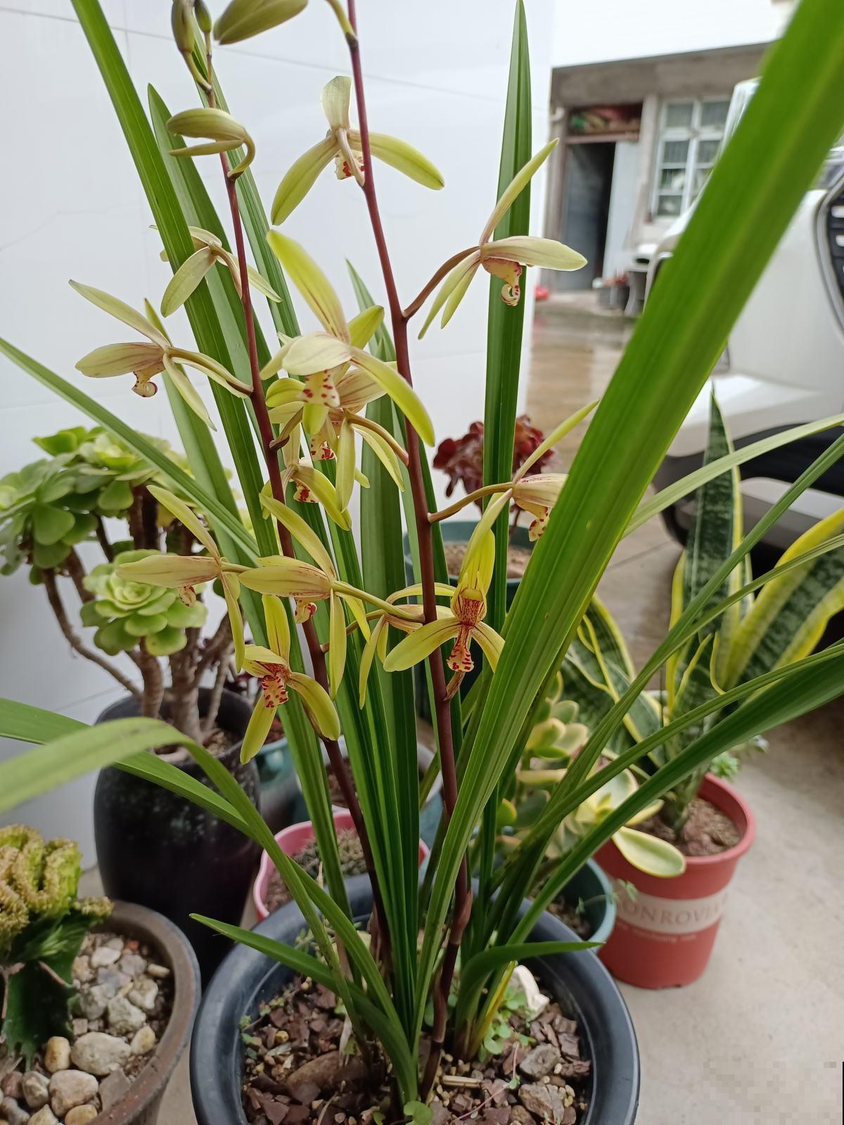 养兰花容易被人忽悠,3个养兰误区,千万别踩坑 养兰花容易被人忽悠,3个养兰误区,千万别踩坑