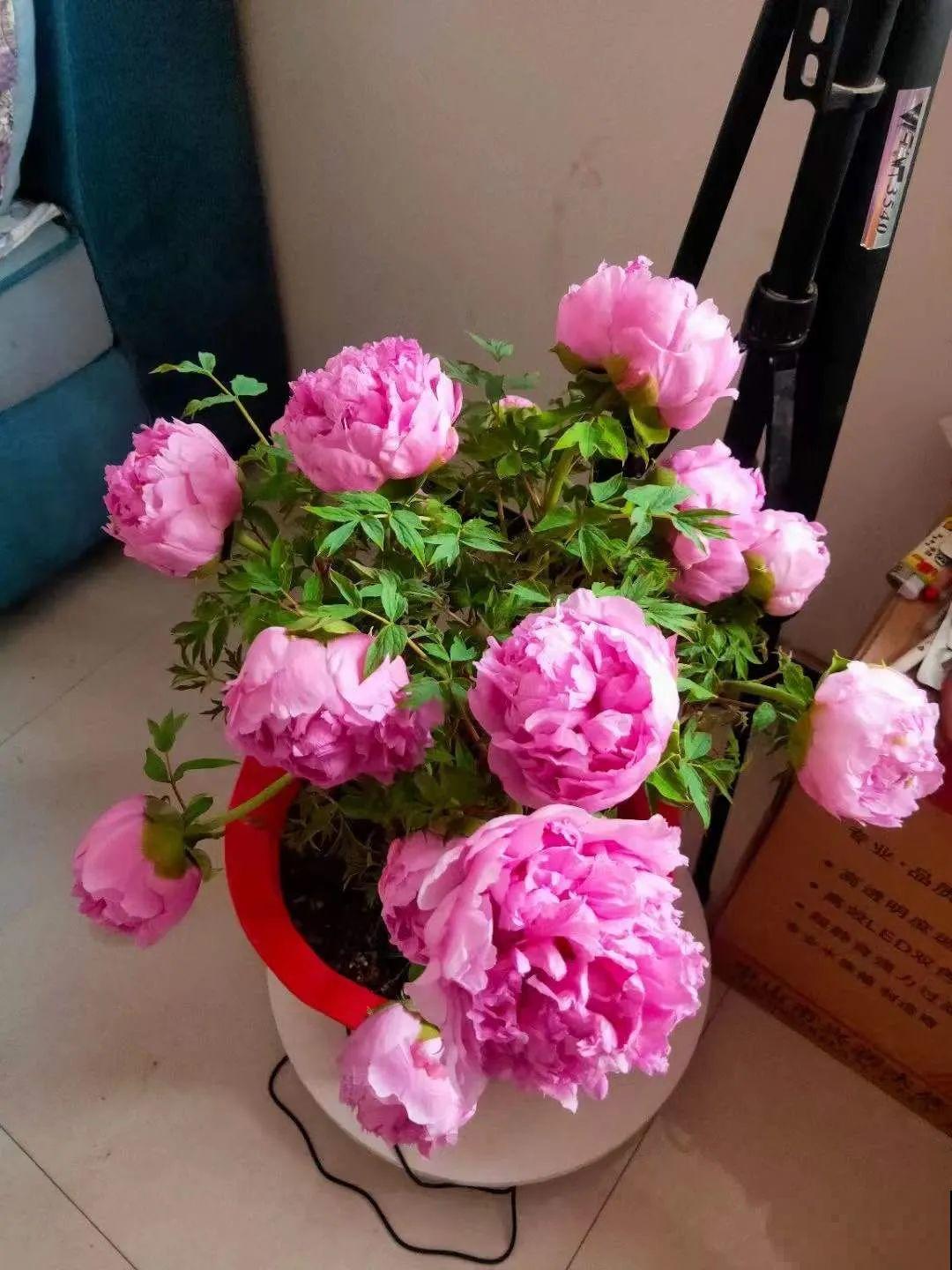 花中之王牡丹,过年家里备一盆,艳压群芳! 花中之王牡丹,过年家里备一盆,艳压群芳!