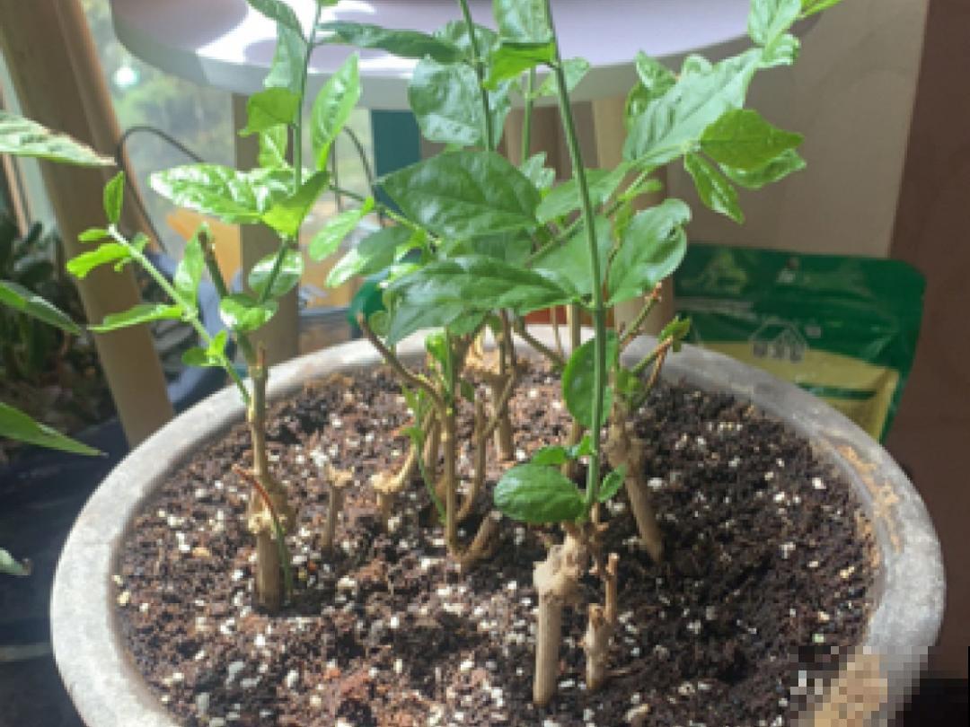 9种花，现在不能搬出门，屋里再躲半个月，不然就冻死