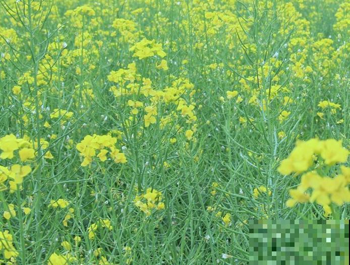 田地里有杂草不着急,知道这5种除草剂,轻松应对不同杂草 田地里有杂草不着急,知道这5种除草剂,轻松应对不同杂草