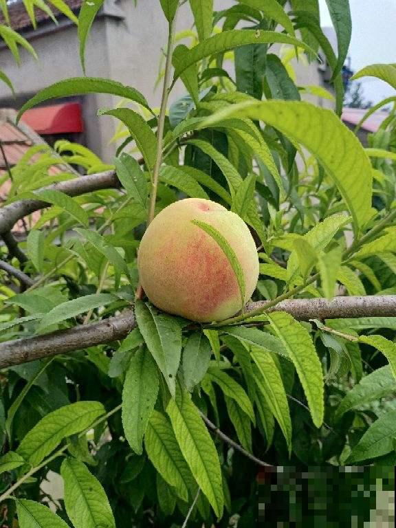 3种植物养家里，有福多、寿多、子多好兆头，从古至今都流行