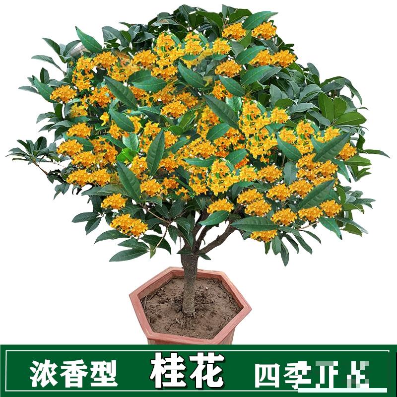 想要桂花一盆变多盆，枝条割一割，呼呼长根长得壮