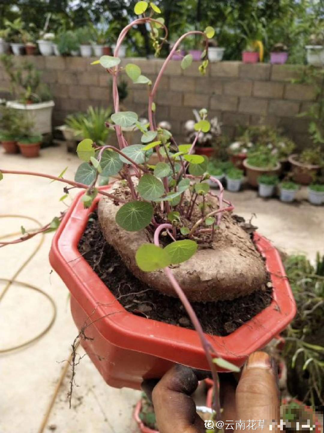 寿命长,爬藤快的“土坨”,家里养一棵,有招财进宝好兆头 寿命长,爬藤快的“土坨”,家里养一棵,有招财进宝好兆头