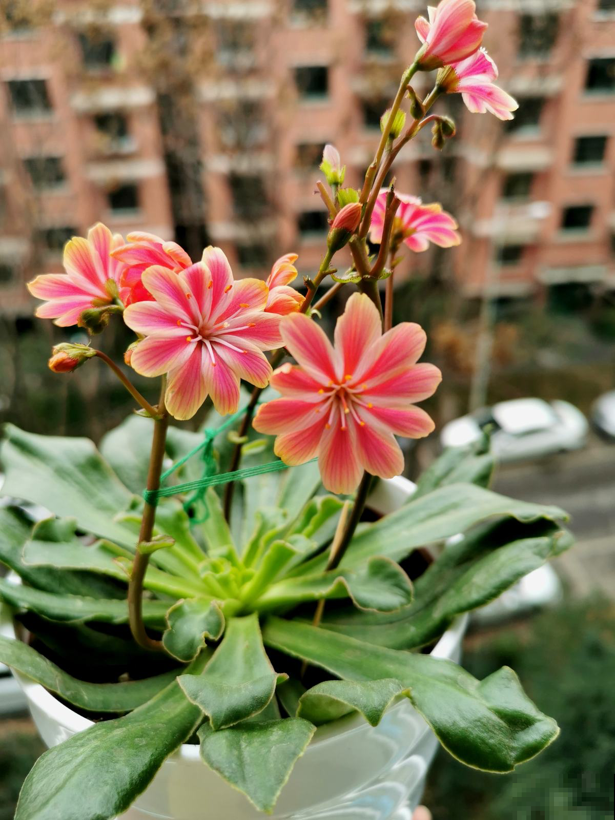 能爆花的3种多肉,花多又漂亮,新手也能养 能爆花的3种多肉,花多又漂亮,新手也能养