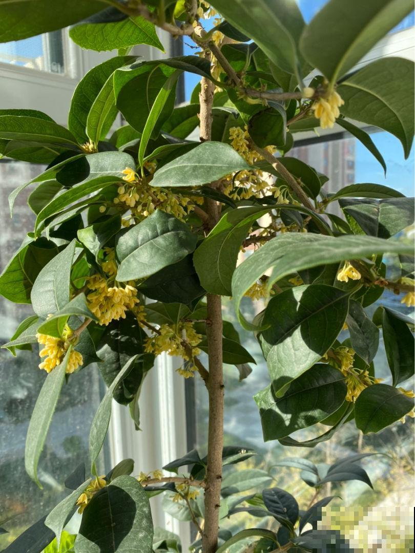 桂花香味是刻在骨子里的清甜想念，养一棵四季桂，一整年都有花香