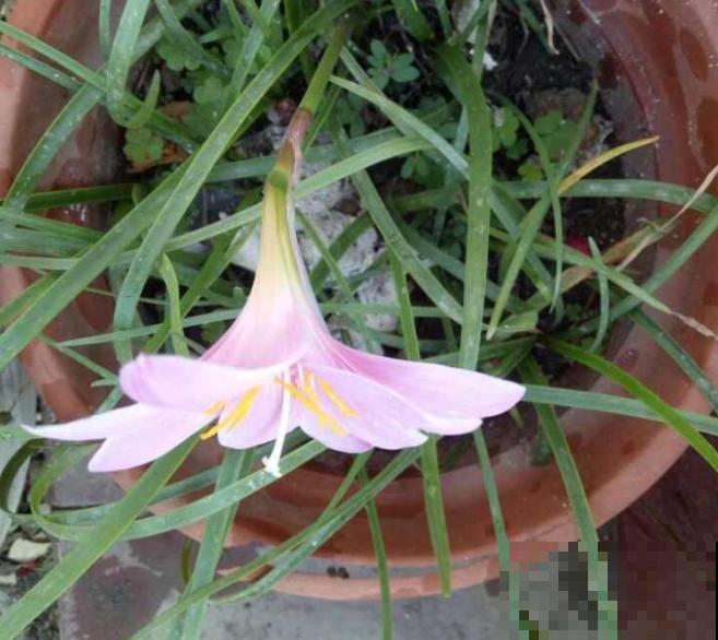 一种花不开花像韭菜,开花颜值超高,还能年年爆小崽 一种花不开花像韭菜,开花颜值超高,还能年年爆小崽