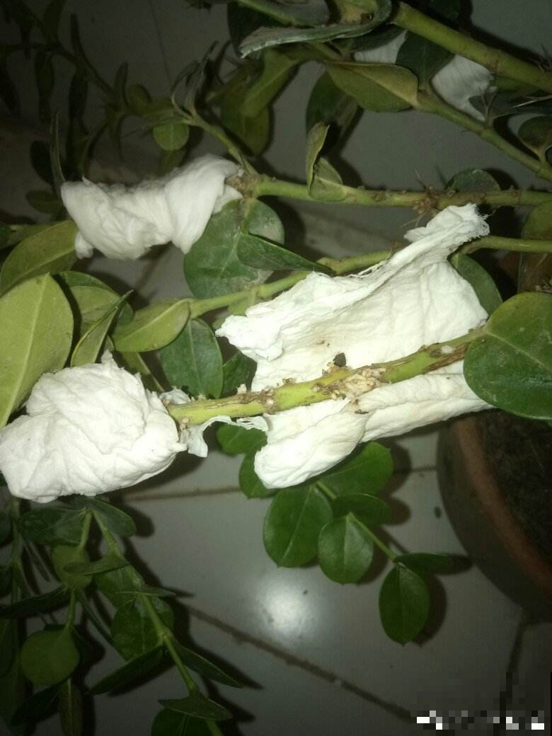 扦插一直不生根，1张卫生纸就搞定，呼呼冒出“狗牙根”