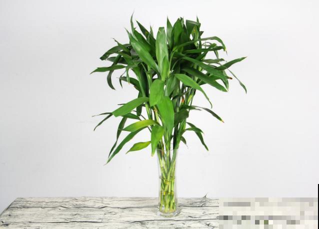 家里有个大水缸，超适合养5种植物，高温天也能开花爆盆