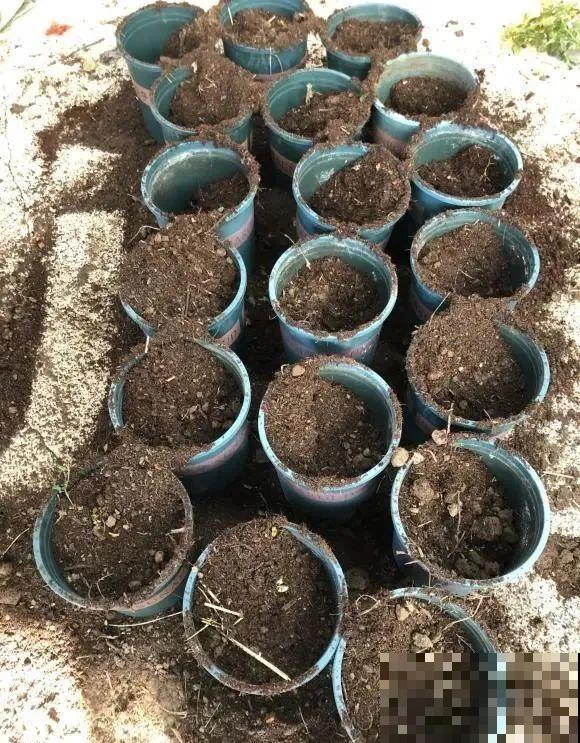 花园三剑客也要换盆,越冷长得越旺,明年呼呼开花 花园三剑客也要换盆,越冷长得越旺,明年呼呼开花