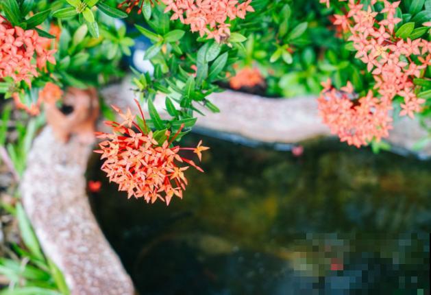 龙船花修剪不能随意,除了这4个修剪时间,最好不要动 龙船花修剪不能随意,除了这4个修剪时间,最好不要动