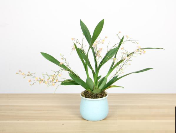 移栽文心兰，记得去掉水苔，降低养护难度