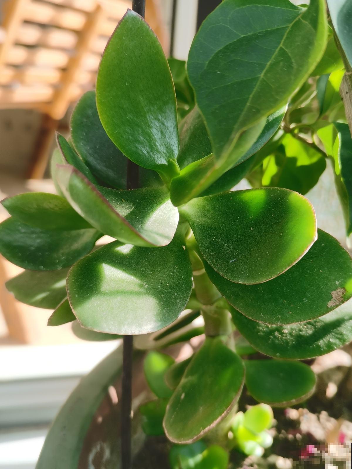 春天注意“倒春寒”，5种漂亮花，清明节没过不能搬到室外