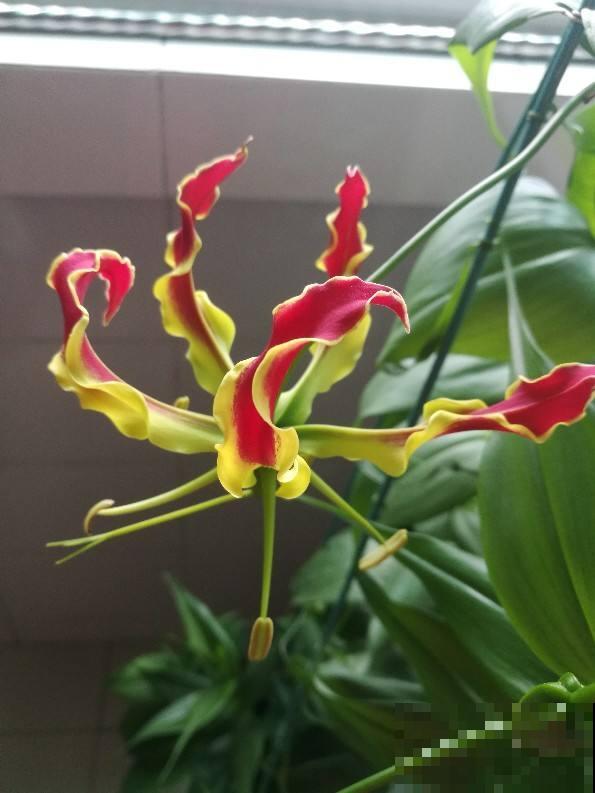名声赫赫的嘉兰百合，开花像火焰一样，从夏天开到秋天
