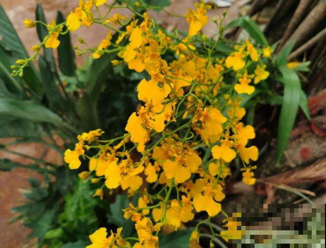 被称作活香水的文心兰，开花满屋子都是香味，越养越上瘾