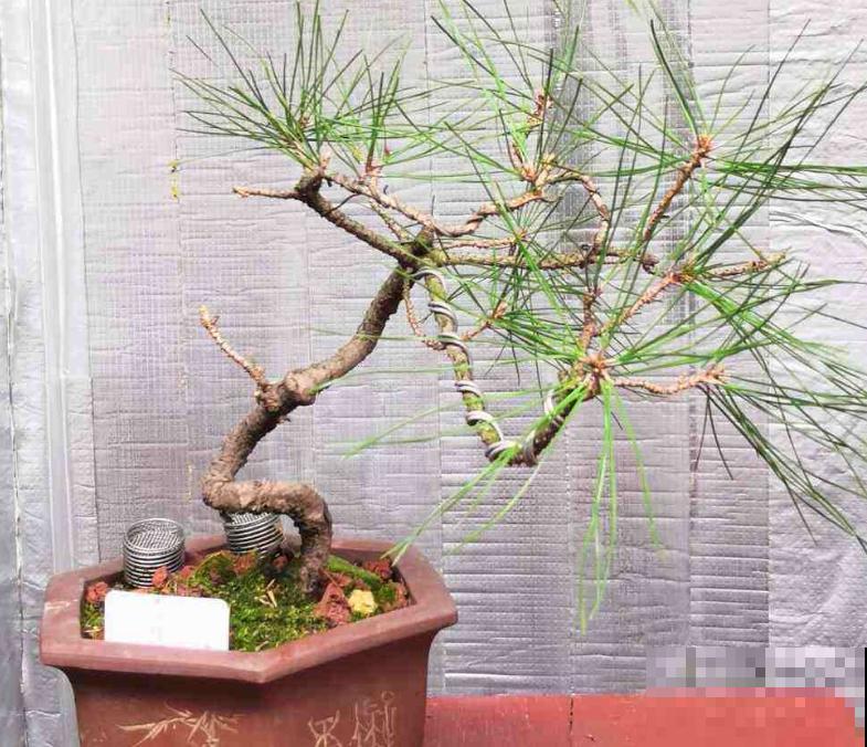 家里养盆黑松，记住养护4个步骤，轻轻松松就能养好