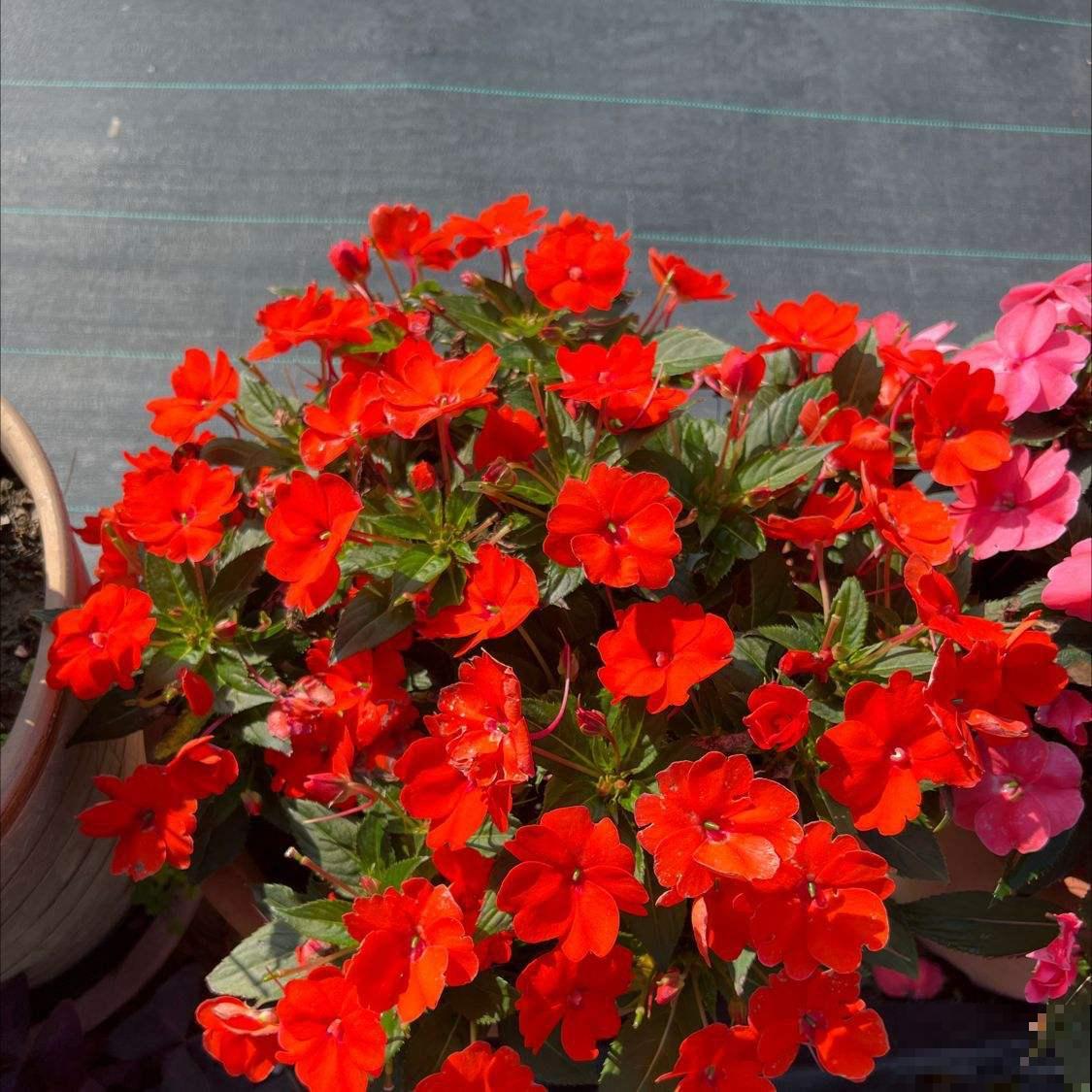 4种花，老年人特爱养，好看又养心