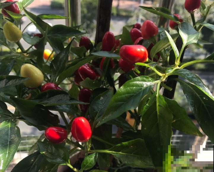 盆栽的辣椒,只开花不结果,可能和这4个原因有关 盆栽的辣椒,只开花不结果,可能和这4个原因有关