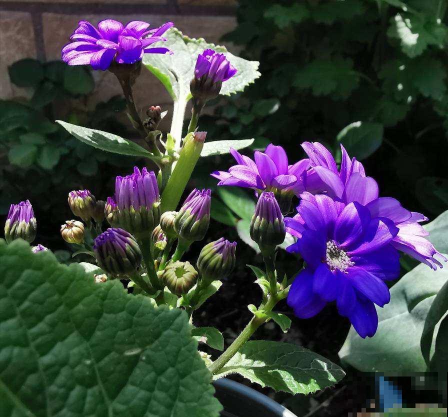 过年必不可缺少的年宵花,人手一盆“富贵菊”,阖家团圆幸福多 过年必不可缺少的年宵花,人手一盆“富贵菊”,阖家团圆幸福多