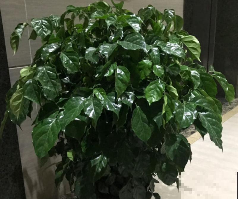 幸福树总掉叶,记住养护3步骤,轻轻松松养好 幸福树总掉叶,记住养护3步骤,轻轻松松养好