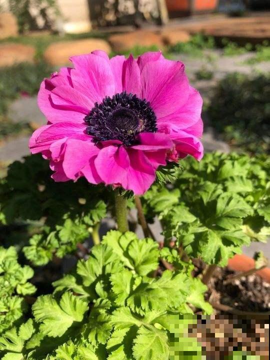 农民伯伯看不起的小野花，城里人当个宝，银莲花开花后惊艳众人