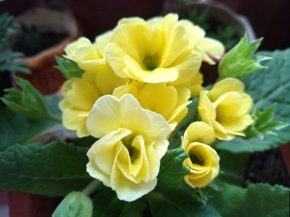 3块钱的年宵花，能一直开花到春天，10块钱就能打造小花园