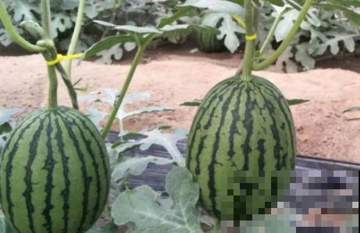 吃完的西瓜子不要扔，在家也能种出西瓜，3步轻松搞定