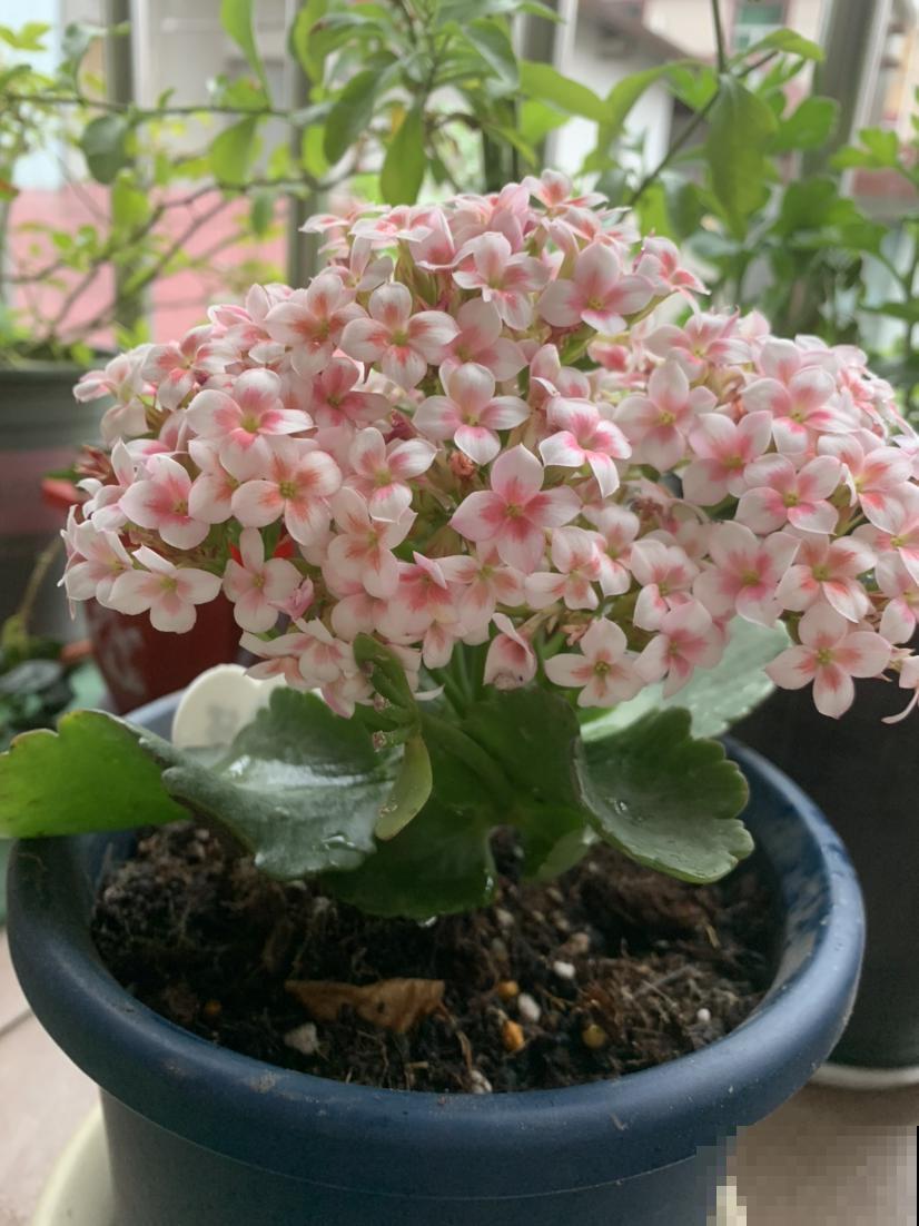 买回家的花总掉花苞,原因出在4个地方,赶紧改正还能开花 买回家的花总掉花苞,原因出在4个地方,赶紧改正还能开花