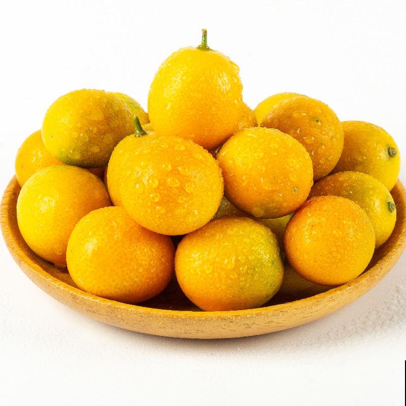 家里养盆“黄金果”，果子结满枝头，养家里福气满满