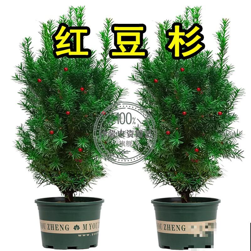 红豆杉叶子发黄干枯,要想拯救成功,这3点要知道 红豆杉叶子发黄干枯,要想拯救成功,这3点要知道