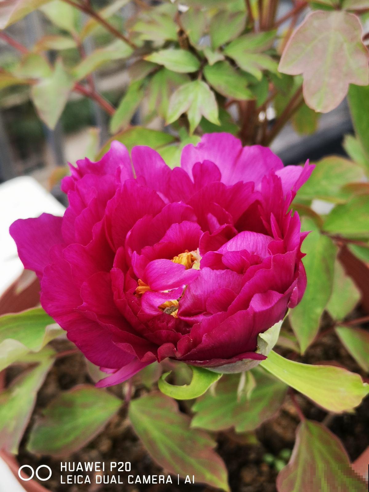 30种春天的路边花，都很常见，却很少知道叫什么