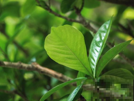 栀子花黄叶，记住这4点，轻松补救